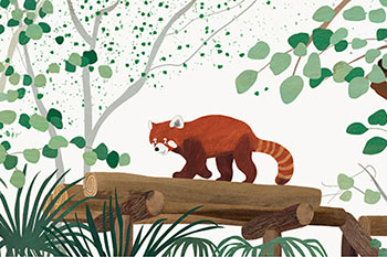 lesserpanda-3