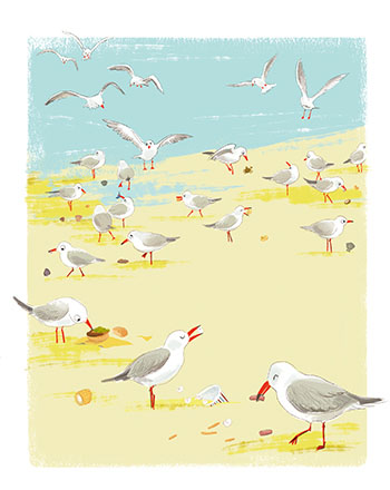 seagull-1